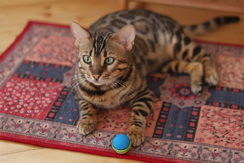 مدما فرش بدون پرز