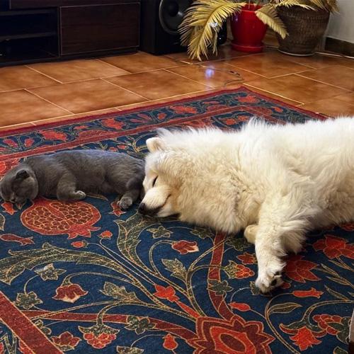 نظر مشتریان درباره فرش انار