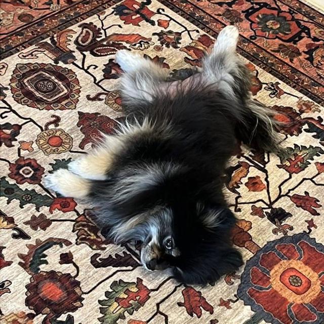 عکس فرش نکیسا