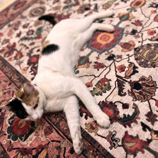 عکس فرش نکیسا