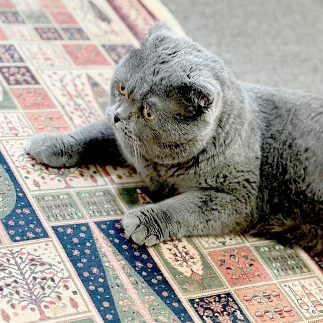 عکس فرش نجوا