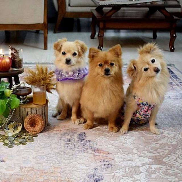 عکس فرش جولیا