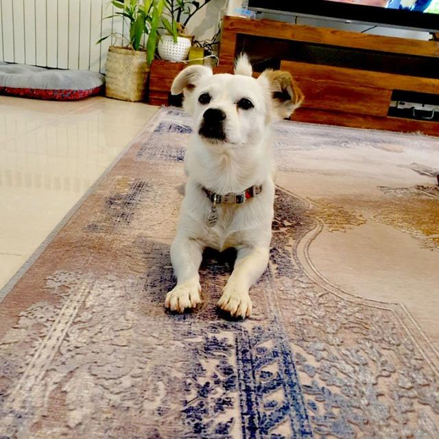 عکس فرش سابرینا