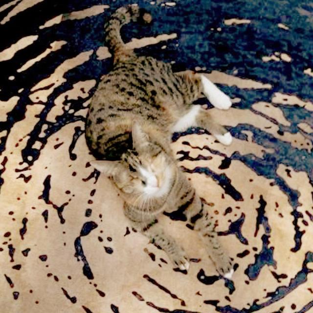 عکس فرش ژیوار