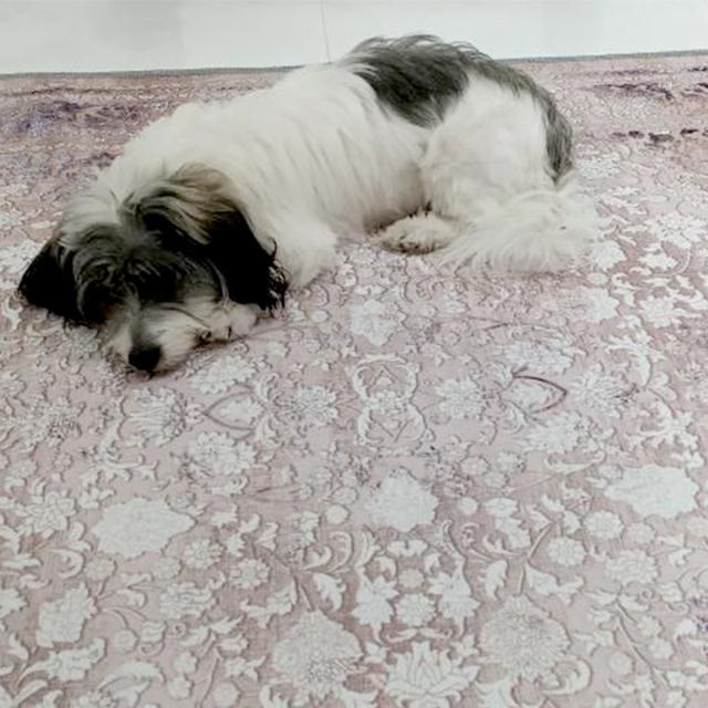 عکس فرش سیلوانا