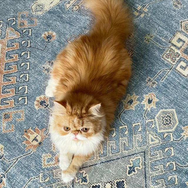 عکس فرش البرز