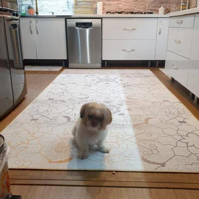 عکس فرش شایلین