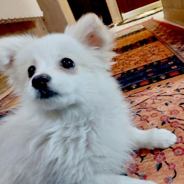 عکس فرش ترنم