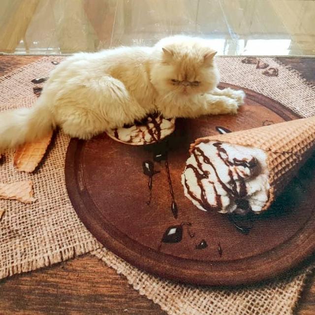 عکس فرش شکر